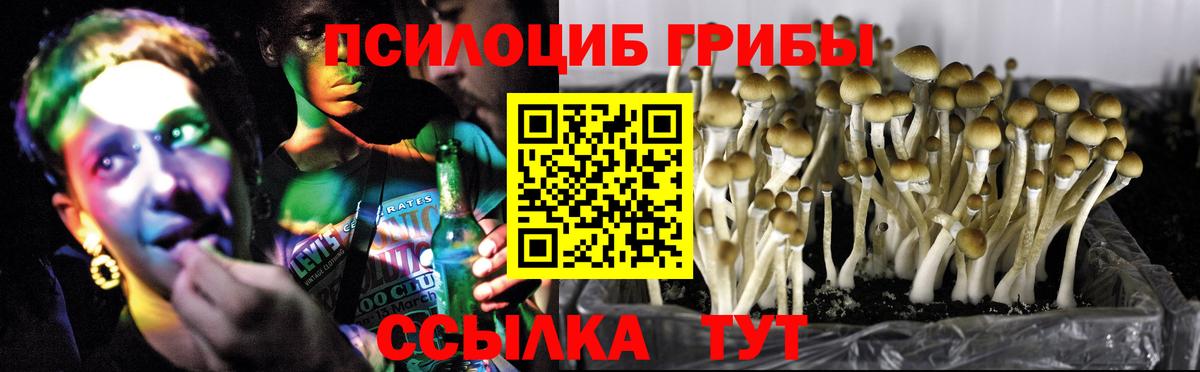 Галлюциногенные грибы Psilocybe Энгельс